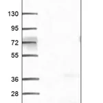 Merck Anti-FAM19A3 antibody produced in rabbit