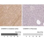 Merck Anti-CASKIN1 antibody produced in rabbit