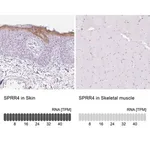 Merck Anti-SPRR4 antibody produced in rabbit