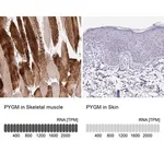 Merck Anti-PYGM antibody produced in rabbit