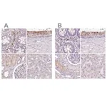 Merck Anti-HEXB antibody produced in rabbit
