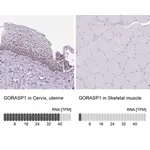 Merck Anti-GORASP1 antibody produced in rabbit