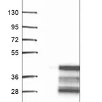 Merck Anti-HEY1 antibody produced in rabbit