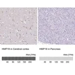 Merck Anti-HMP19 antibody produced in rabbit