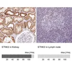 Merck Anti-ETNK2 antibody produced in rabbit