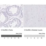 Merck Anti-C12orf56 antibody produced in rabbit