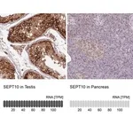 Merck Anti-SEPT10 antibody produced in rabbit