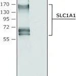 Merck Anti-SLC1A1 antibody produced in rabbit