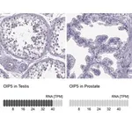 Merck Anti-OIP5 antibody produced in rabbit