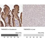 Merck Anti-TMEM253 antibody produced in rabbit
