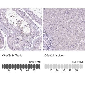 Merck Anti-C9ORF24 antibody produced in rabbit