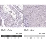 Merck Anti-C9ORF24 antibody produced in rabbit