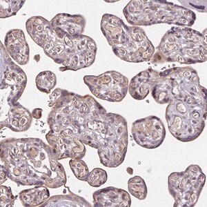 Merck Anti-TMEM88 antibody produced in rabbit