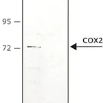 Merck Anti-COX2 antibody produced in rabbit