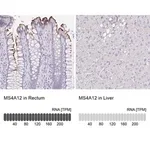 Merck Anti-MS4A12 antibody produced in rabbit