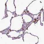Merck Anti-AMIGO2 antibody produced in rabbit