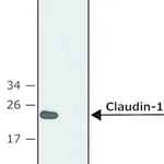 Merck Anti-Claudin-1 (C-terminal) antibody produced in rabbit