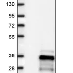 Merck Anti-FAM192A antibody produced in rabbit
