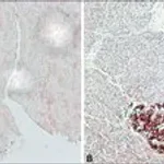 Merck Anti-IAPP antibody produced in rabbit