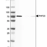 Merck Anti-PHF23 antibody produced in rabbit
