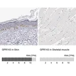 Merck Anti-GPR143 antibody produced in rabbit