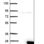 Merck Anti-RIPPLY1 antibody produced in rabbit