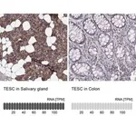 Merck Anti-TESC antibody produced in rabbit