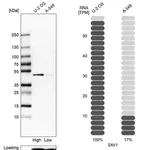 Merck Anti-SAV1 antibody produced in rabbit