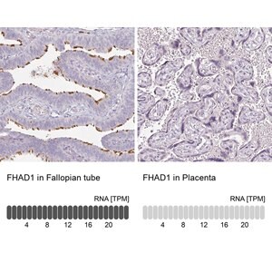 Merck Anti-FHAD1 antibody produced in rabbit