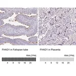 Merck Anti-FHAD1 antibody produced in rabbit