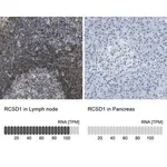 Merck Anti-RCSD1 antibody produced in rabbit