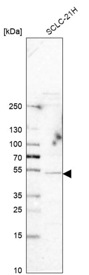 Merck Anti-SYT4 antibody produced in rabbit
