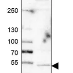 Merck Anti-SYT4 antibody produced in rabbit