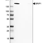 Merck Anti-BRIP1 antibody produced in rabbit