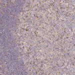 Merck Anti-NIN antibody produced in rabbit