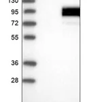 Merck Anti-FAM151A antibody produced in rabbit
