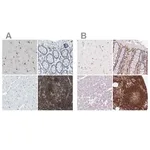 Merck Anti-APBB1IP antibody produced in rabbit