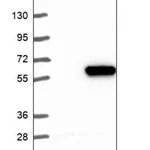 Merck Anti-CYP4X1 antibody produced in rabbit