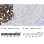 Merck Anti-SLCO2A1 antibody produced in rabbit