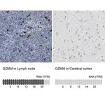Merck Anti-GZMM antibody produced in rabbit
