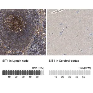Merck Anti-SIT1 antibody produced in rabbit