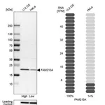 Merck Anti-FAM210A antibody produced in rabbit