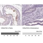 Merck Anti-C20ORF144 antibody produced in rabbit