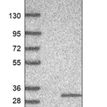 Merck Anti-MRO antibody produced in rabbit