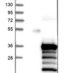 Merck Anti-CCDC144NL antibody produced in rabbit