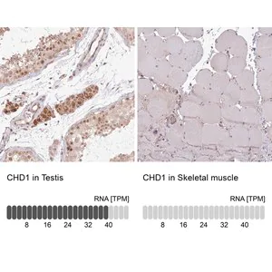Merck Anti-CHD1 antibody produced in rabbit