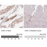 Merck Anti-CHD1 antibody produced in rabbit