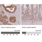 Merck Anti-PLS3 antibody produced in rabbit