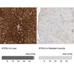 Merck Anti-KYNU antibody produced in rabbit
