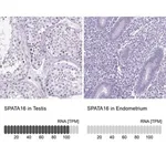 Merck Anti-SPATA16 antibody produced in rabbit